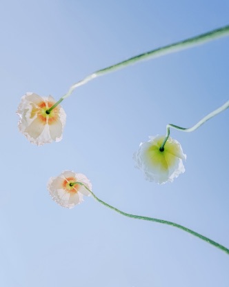 Faraday Park Flowers